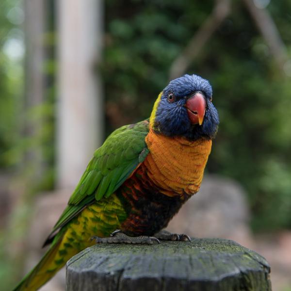 lorikeet