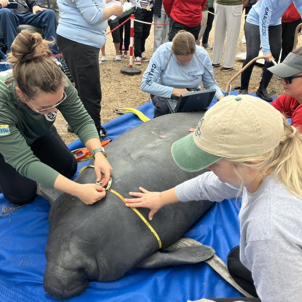 Manatee lying on blue tarp as experts measure her body to prepare for release