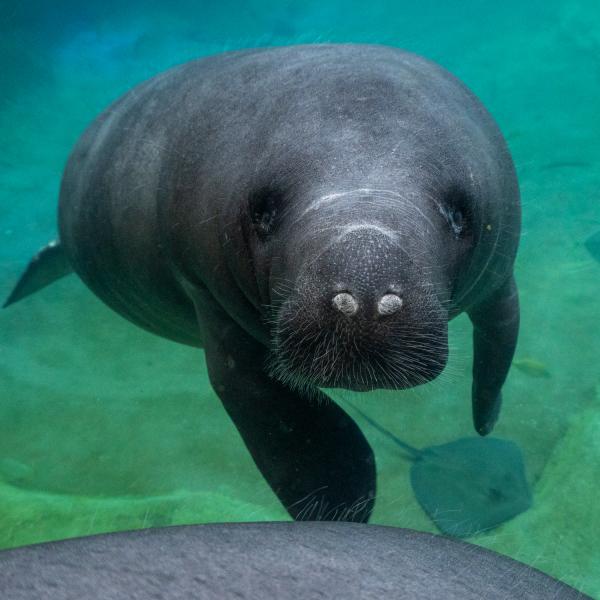 Manatee in water