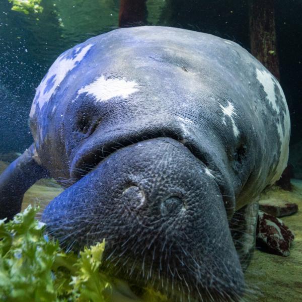 manatee at the Columbus Zoo