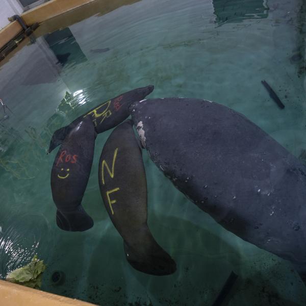 manatees at the Columbus Zoo