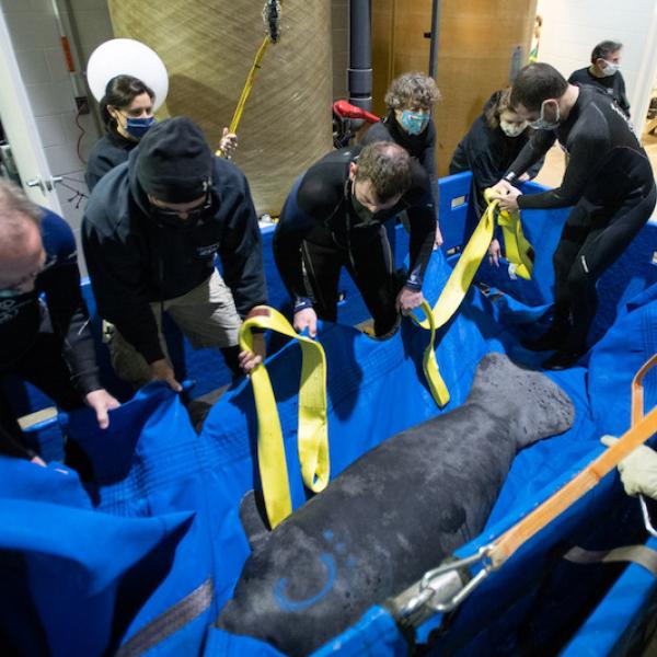 Manatee Transfer