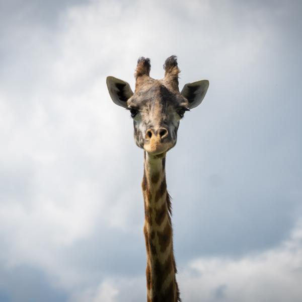 Masai giraffe