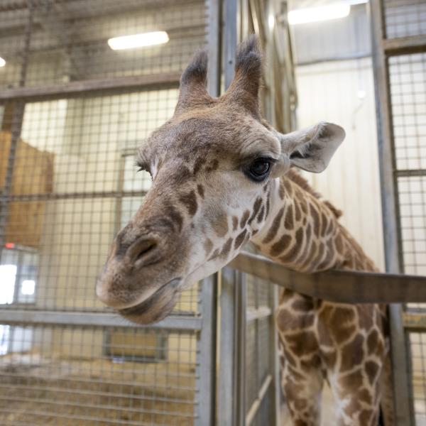 Young giraffe