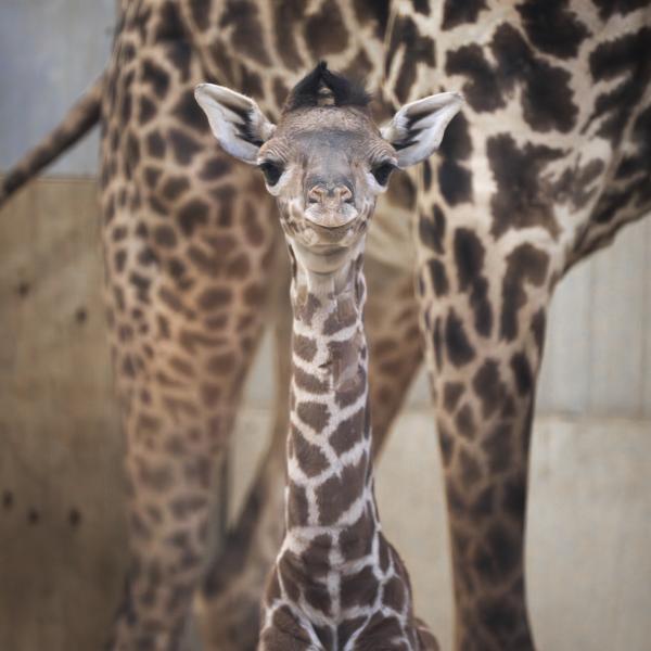 Giraffe calf looks toward camera with mom in background
