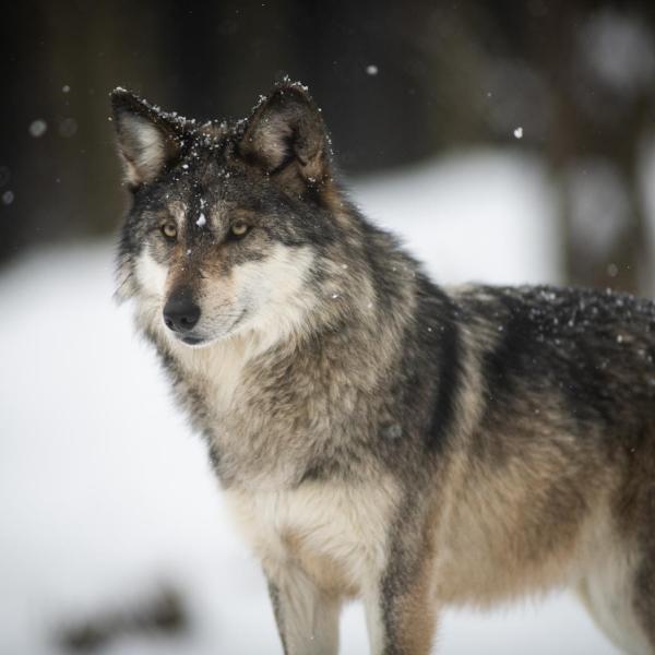 wolf in snow