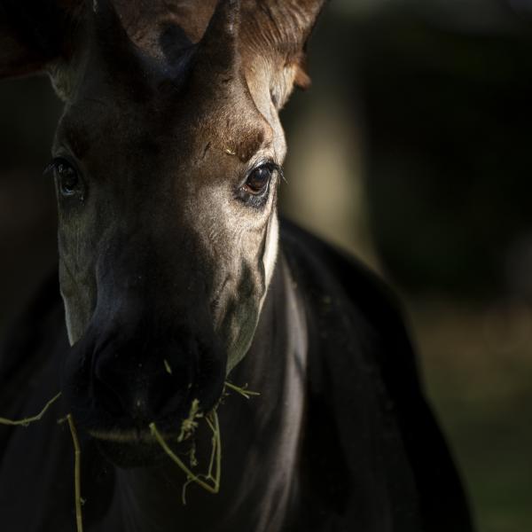 okapi in shadows
