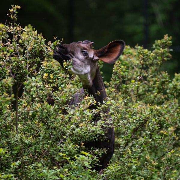 okapi eating browse