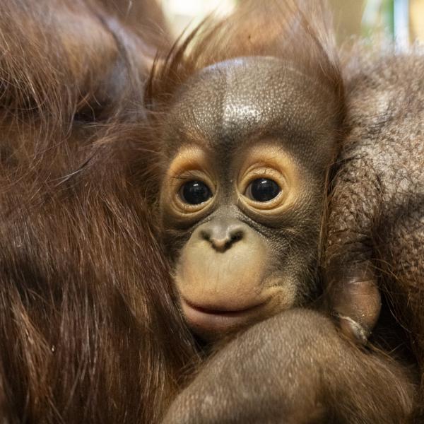 baby orangutan being held by mother