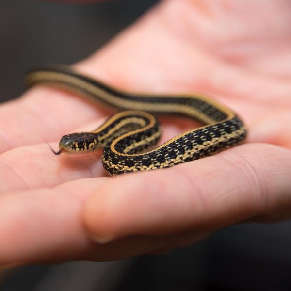 Plains garter snake in hand