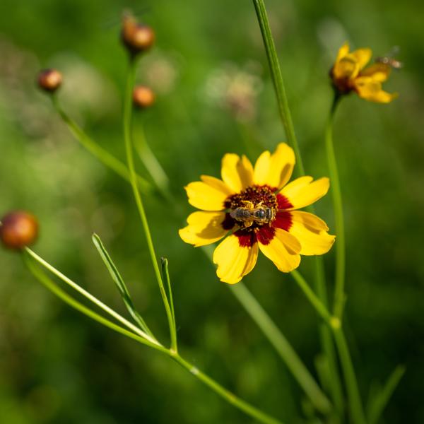 flower in pollinator garden