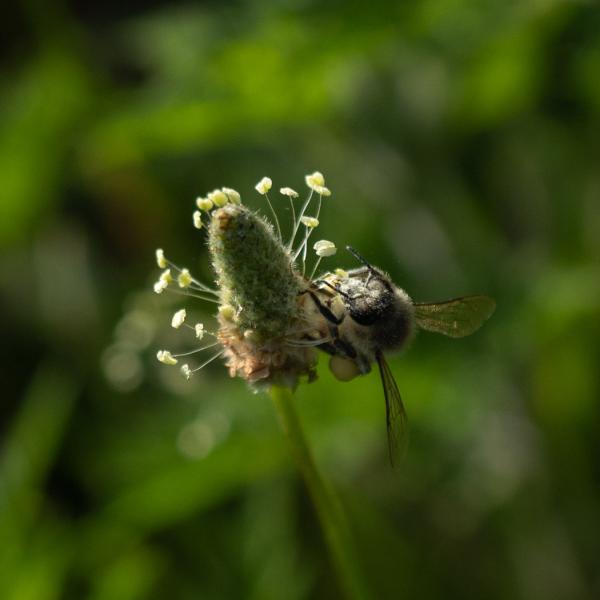 bee on flower