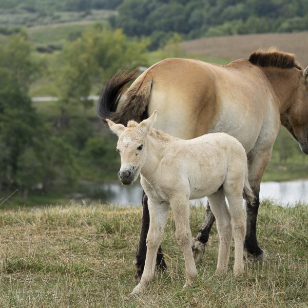 baby horse with mother