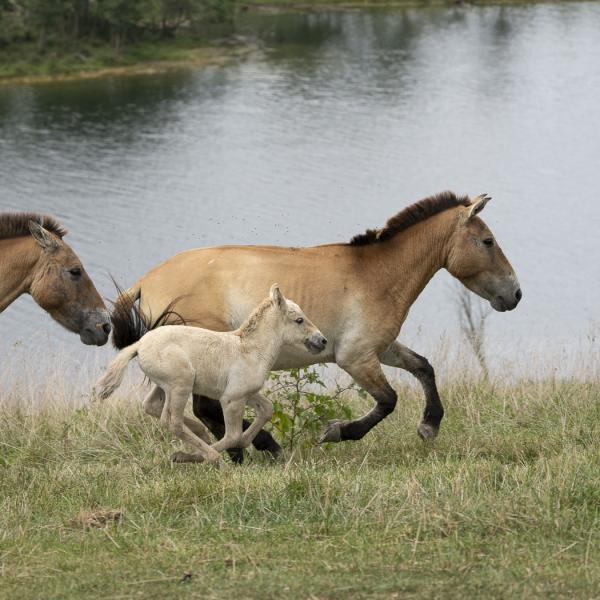 horses running by lake