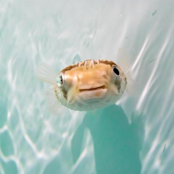Pufferfish Dill Pickle