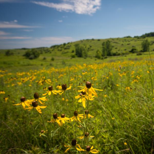 Coneflowers at The Wilds