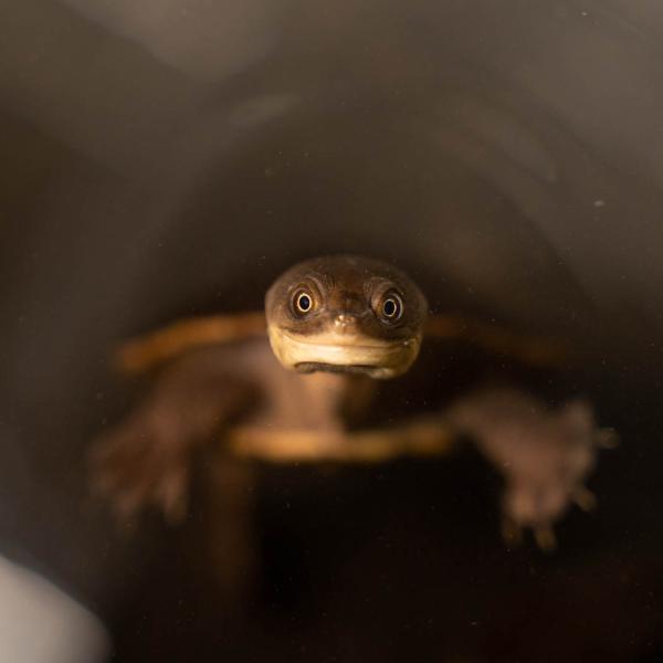 snake necked turtle in water