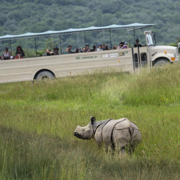 tour bus with rhino in foreground