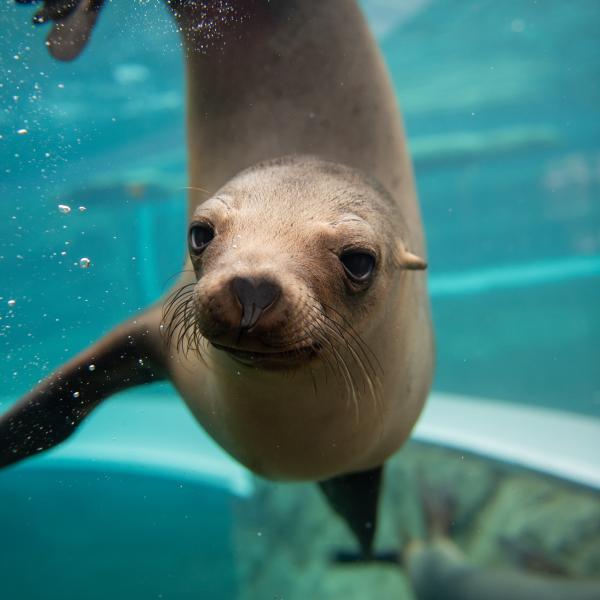 sea lion in water