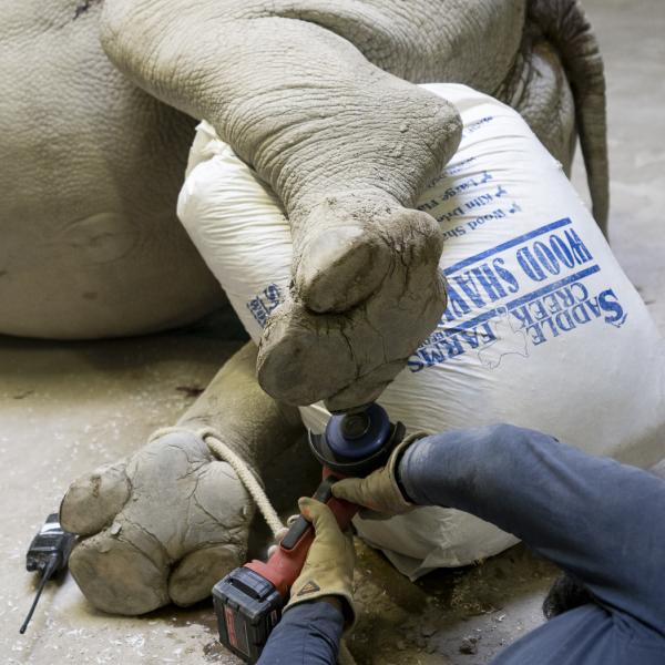 Care team member's gloved hands working on rhino foot