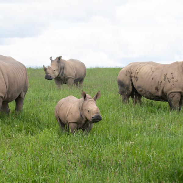 rhinos