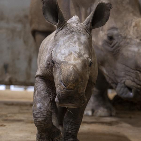 baby rhino at The Wilds