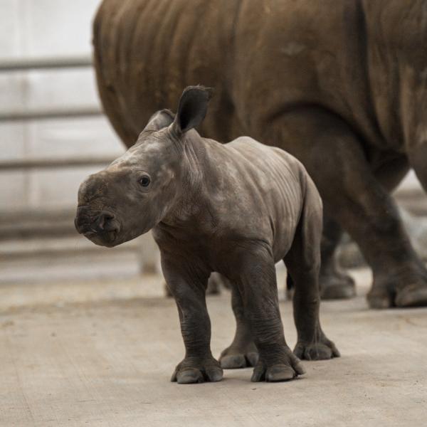 baby rhino at The Wilds