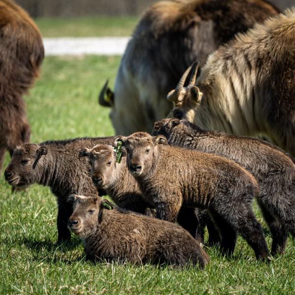 Takin kids with their herd at The Wilds