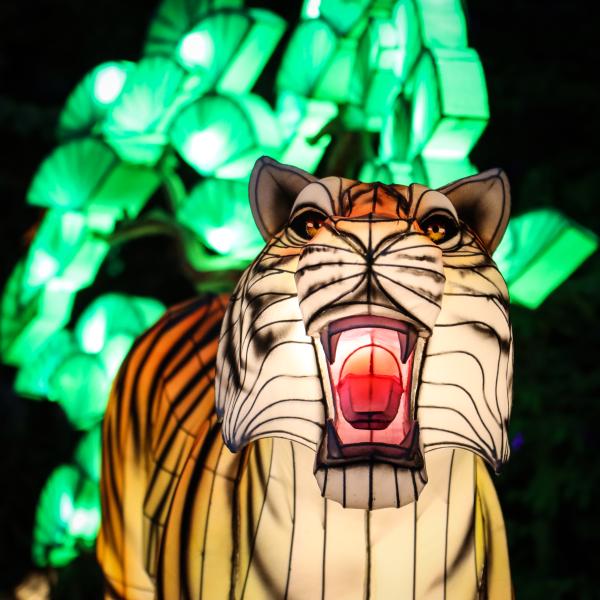 Tiger lantern
