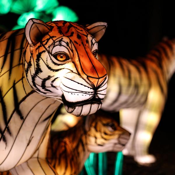 illuminated tiger lantern