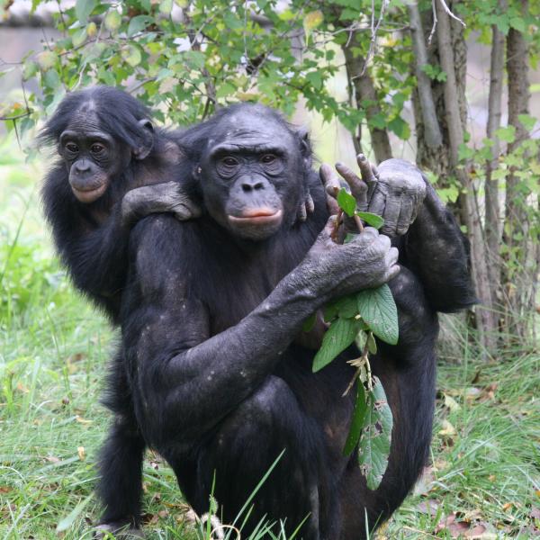 Two bonobos in grassy area at the Columbus Zoo