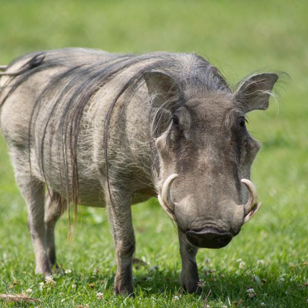 Warthog