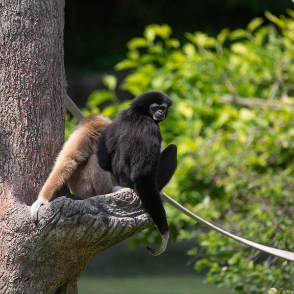 white handed gibbon