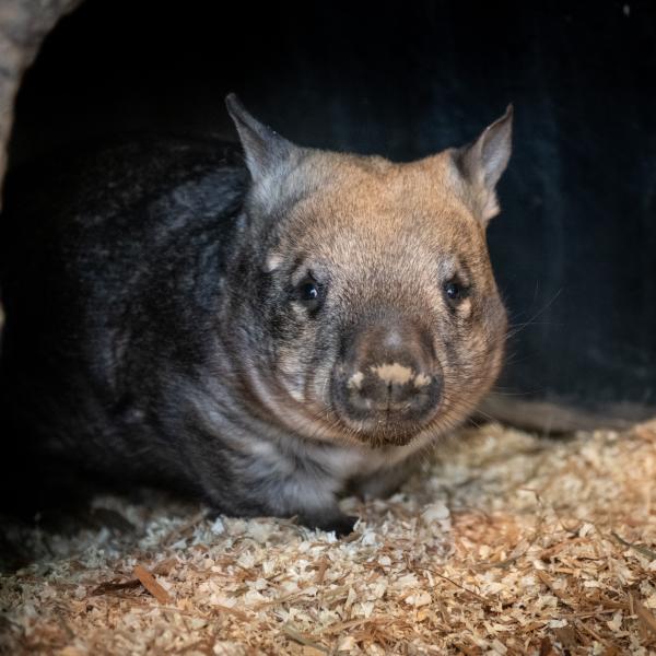 wombat in straw shavings