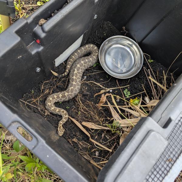 snake in crate