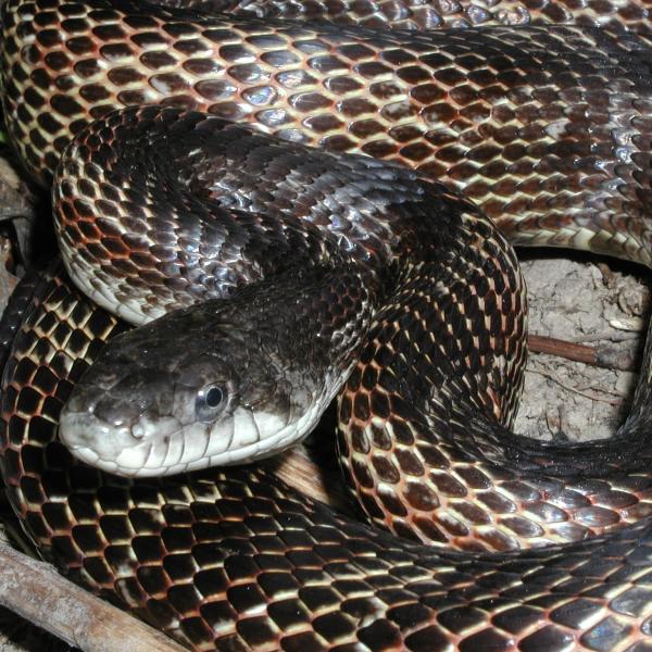 ratsnake