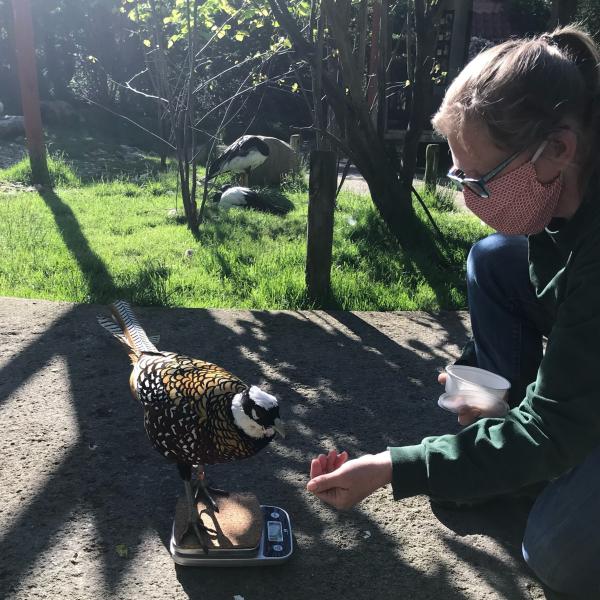 Zookeeper weighing Bird