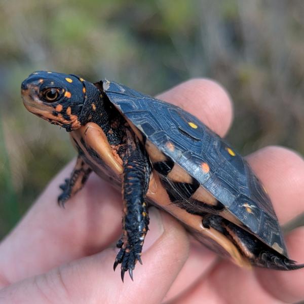 A juvenile spotted turtle showing the beautiful orange and yellow markings typical of the species. Greg Lipps photo.
