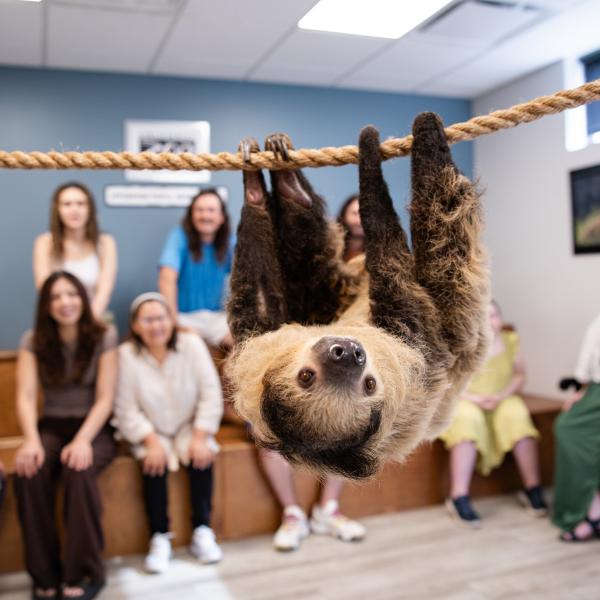 Sloth in foreground, zoo guests smiling in background