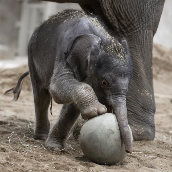 baby elephant playing with ball