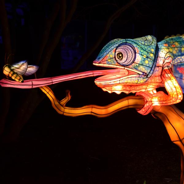 lizard lantern