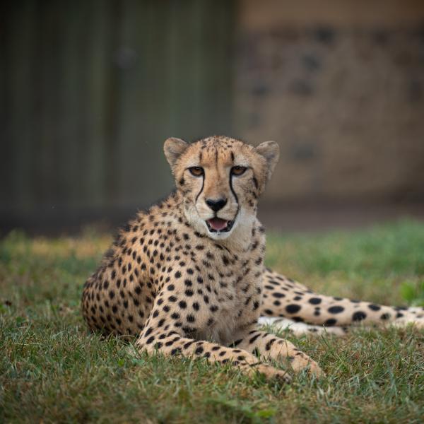 Cheetah