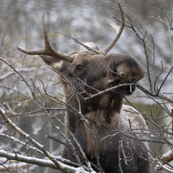 Moose in snow