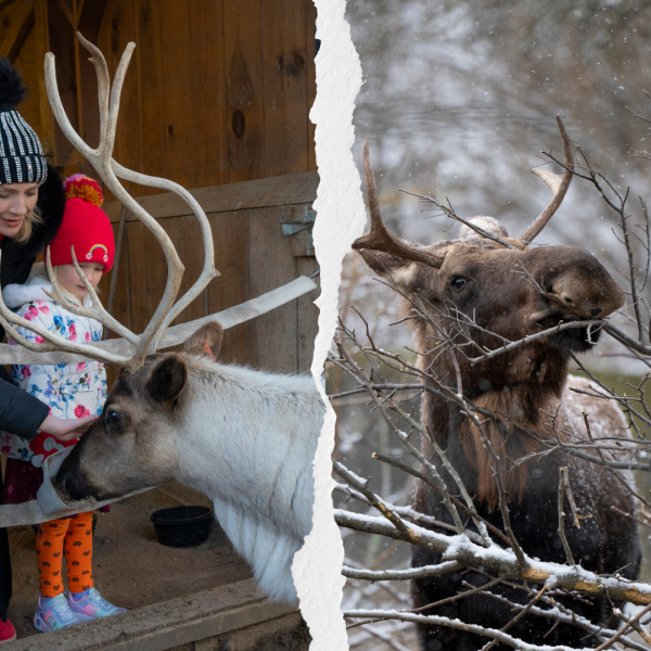 split image of reindeer and moose