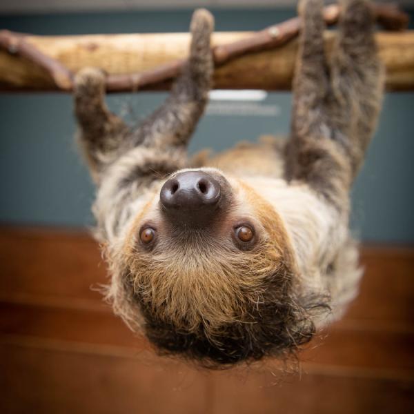 Sloth hanging upside down