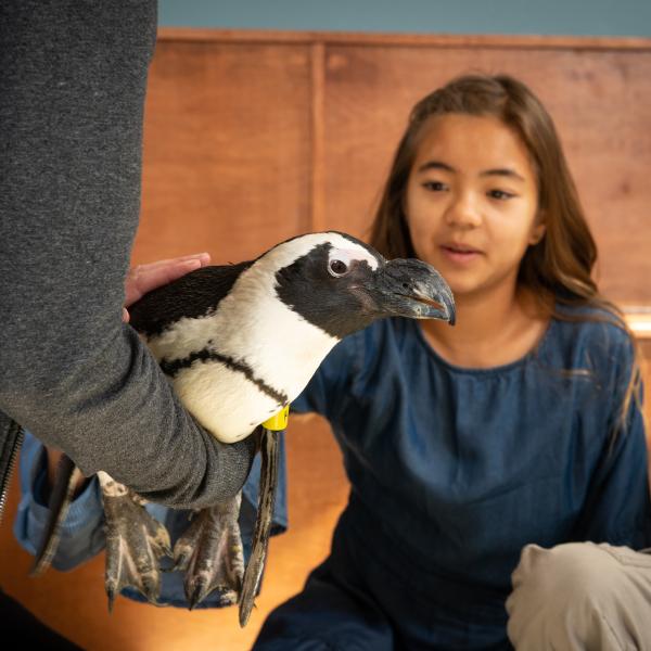 VIP Tour with penguin ambassador