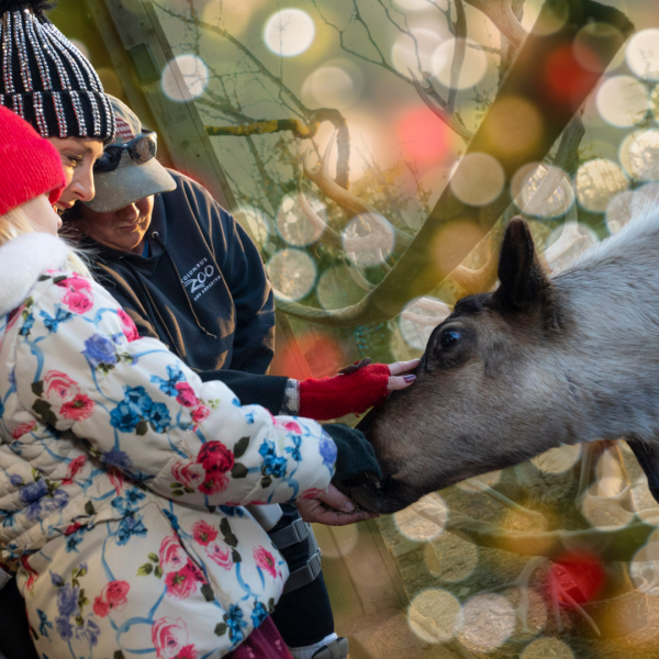reindeer being fed by zoo guests