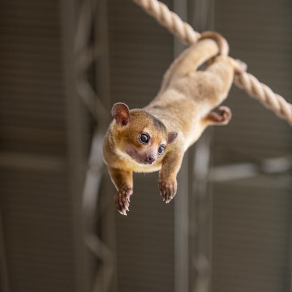 kinkajou hanging from rope