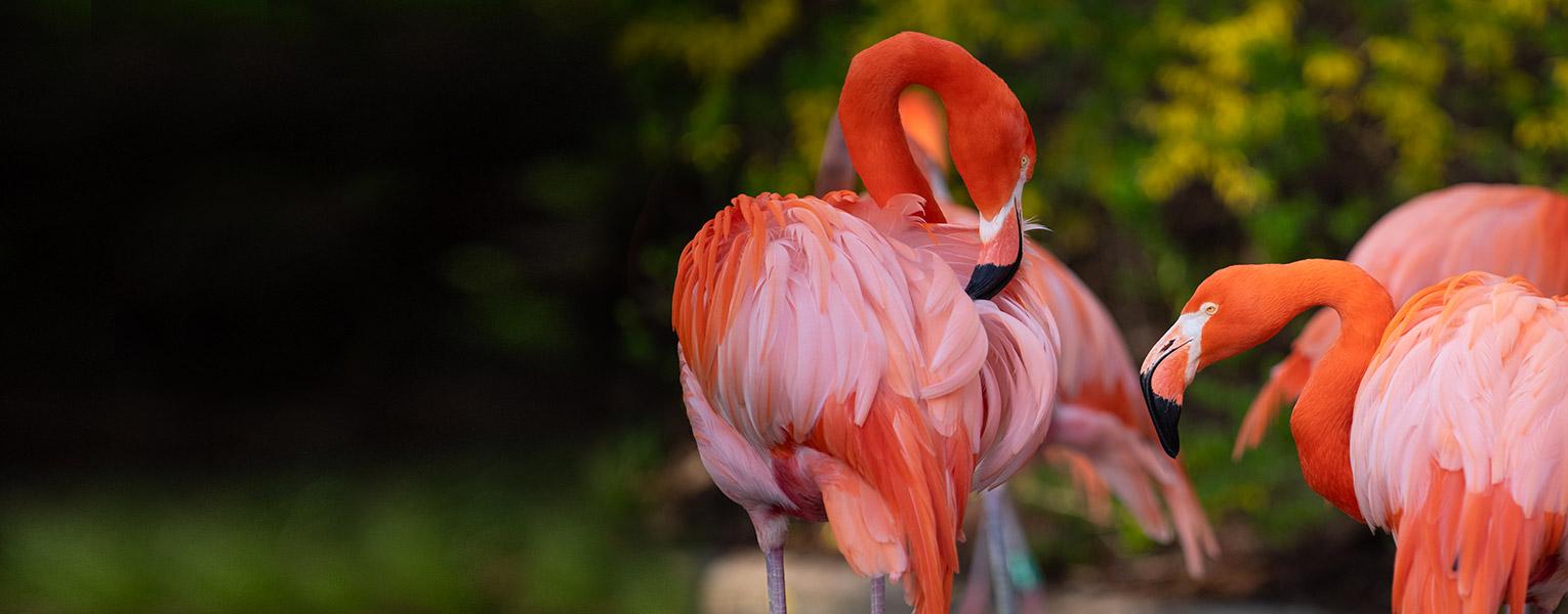 pair of flamingos