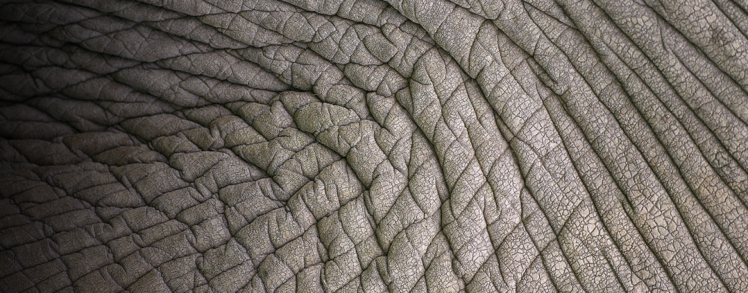 elephant skin close up